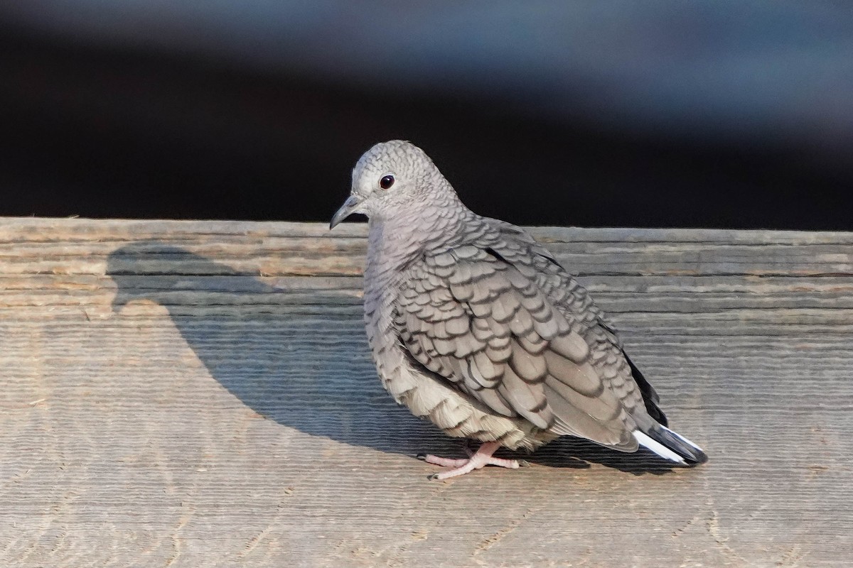 Inca Dove - ML535643651