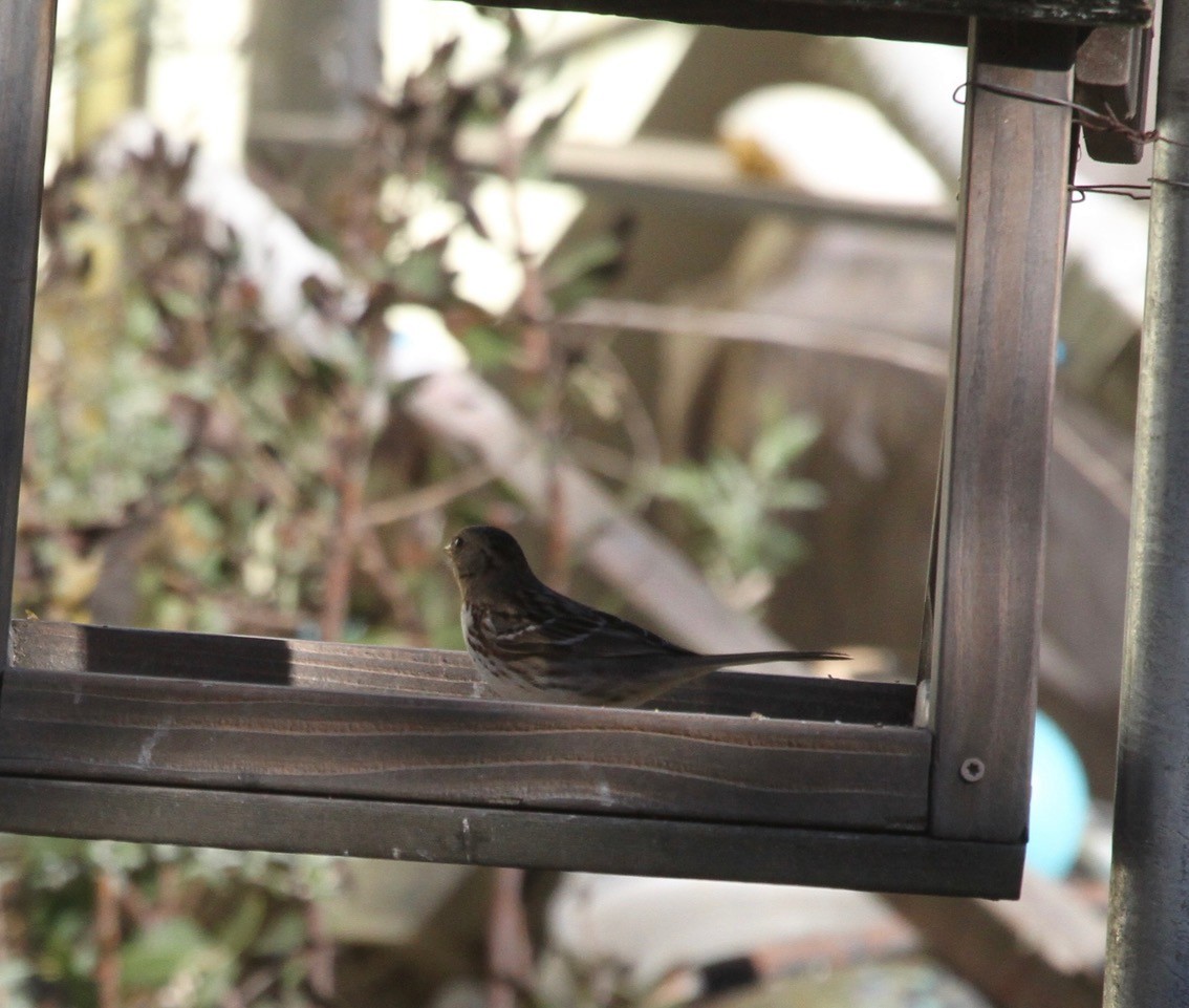 Harris's Sparrow - Debi Shearwater