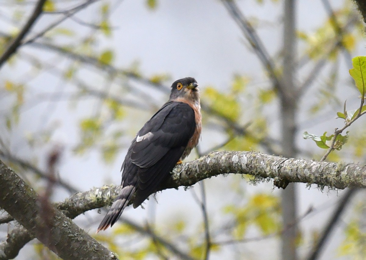 Hodgson's Hawk-Cuckoo - ML535644391