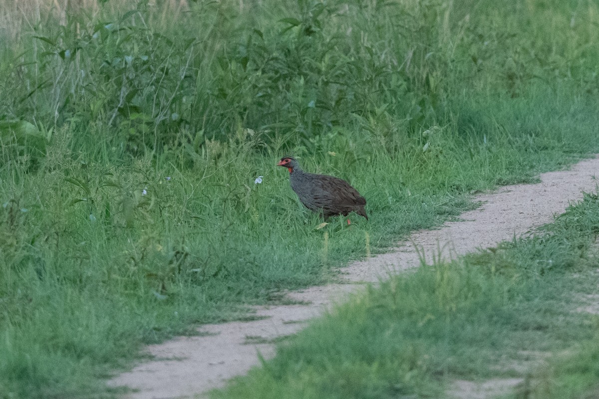 Red-necked Spurfowl (Cranch's) - ML535644711