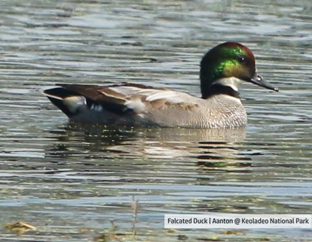 Falcated Duck - ML535645091