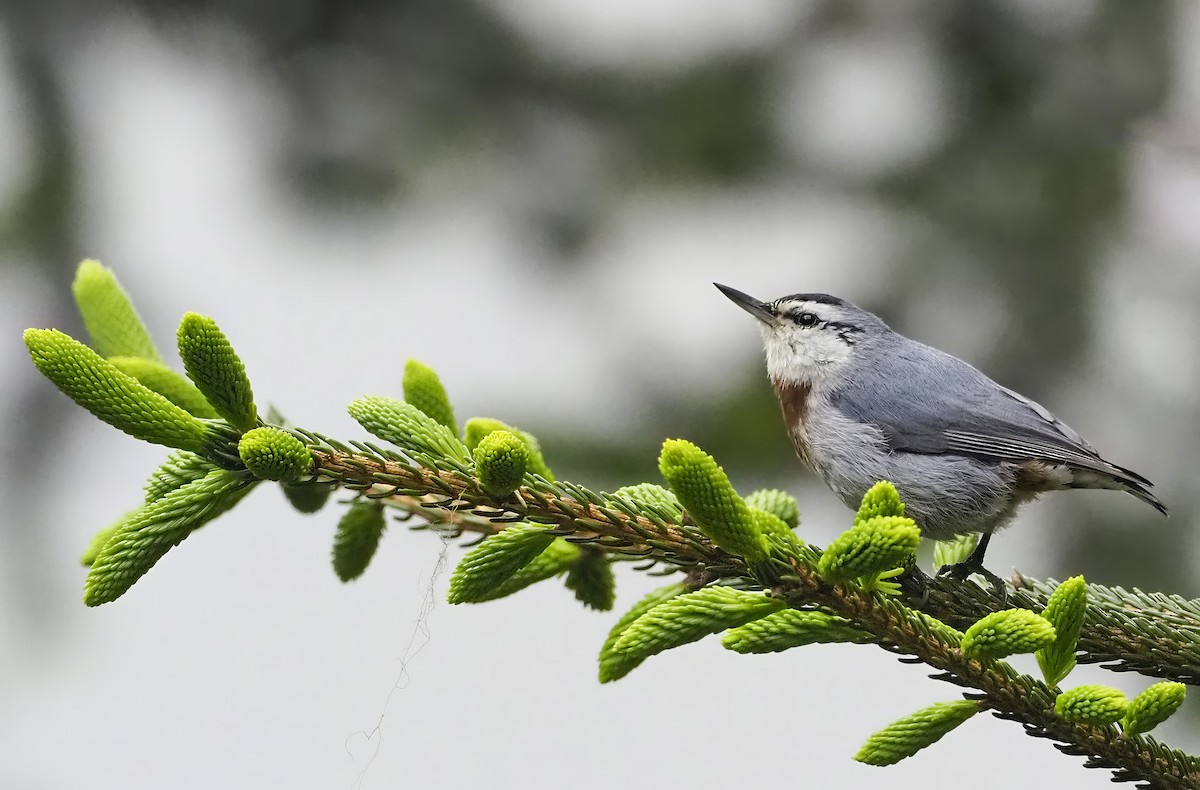 Krüper's Nuthatch - ML535645151