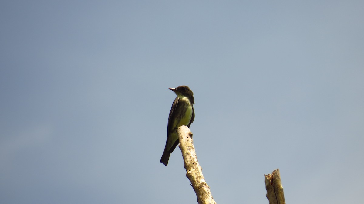 Olive-sided Flycatcher - Jorge Muñoz García   CAQUETA BIRDING