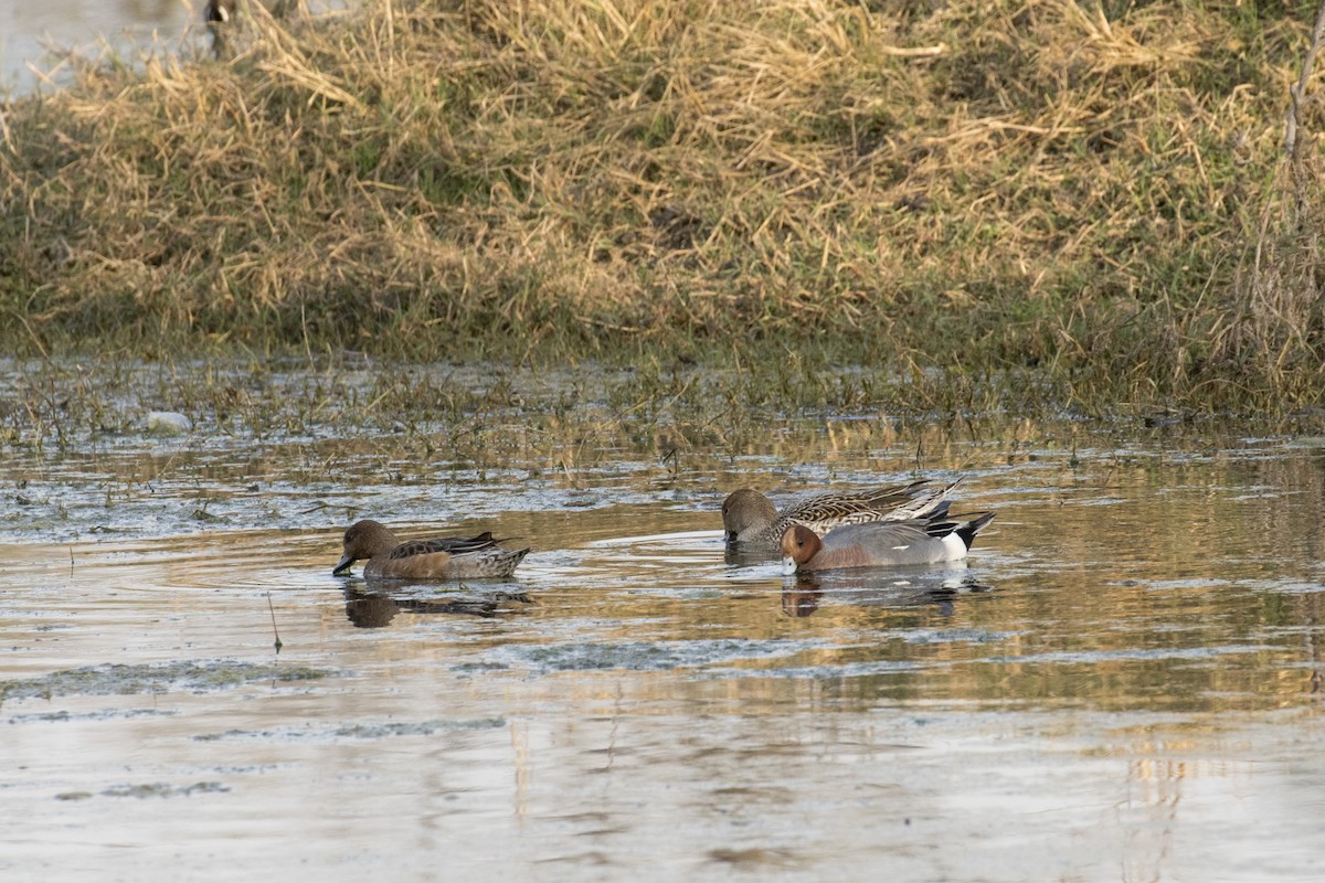 Eurasian Wigeon - ML535645571