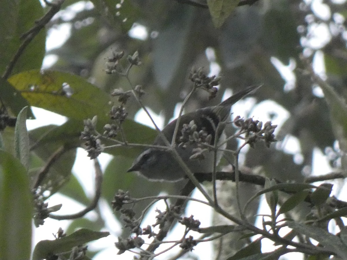 Tyranneau à sourcils blancs - ML535645601