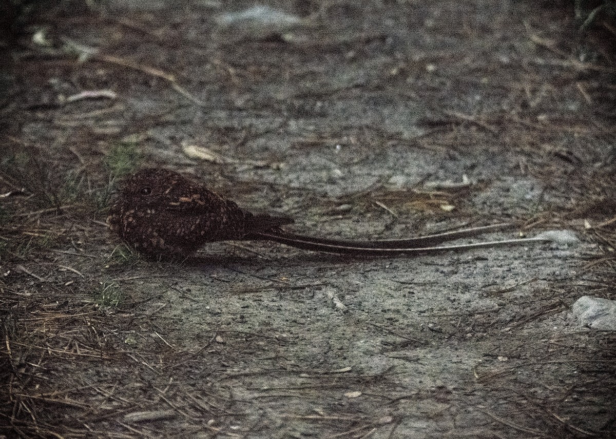 Chotacabras Golondrina - ML535646141