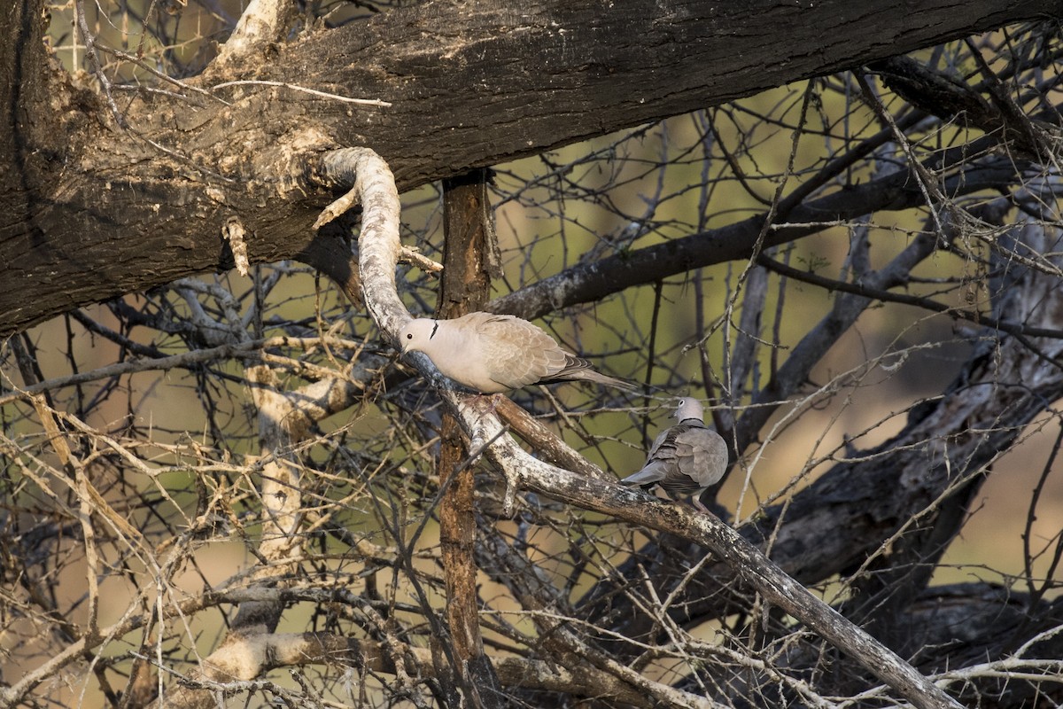 Eurasian Collared-Dove - ML535646271