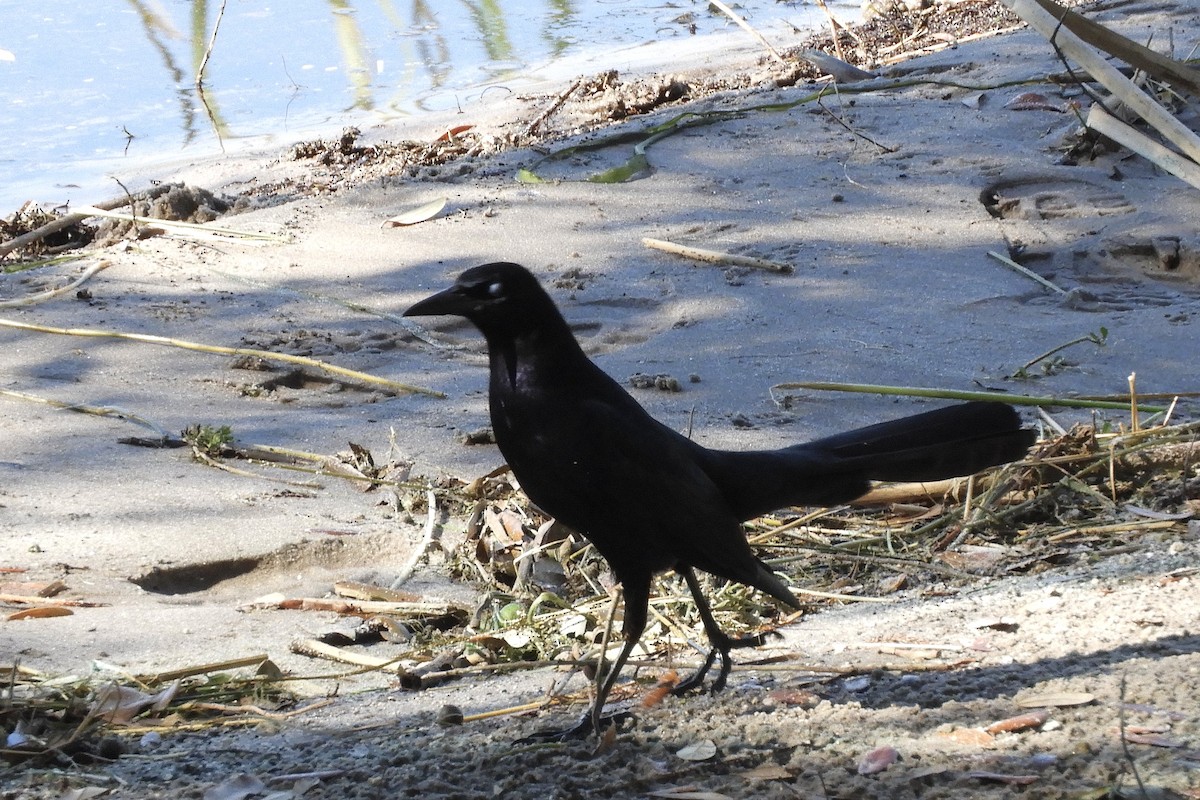 Boat-tailed Grackle - ML535647341