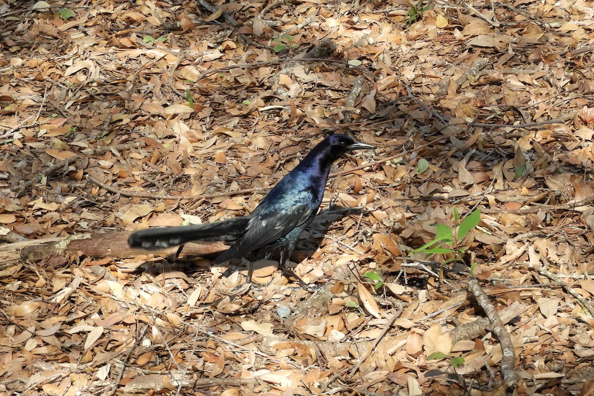 Boat-tailed Grackle - ML535647351