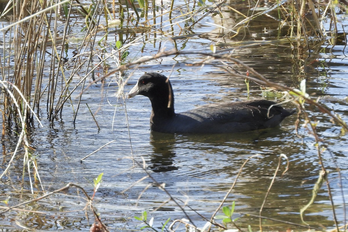 American Coot - ML535647471