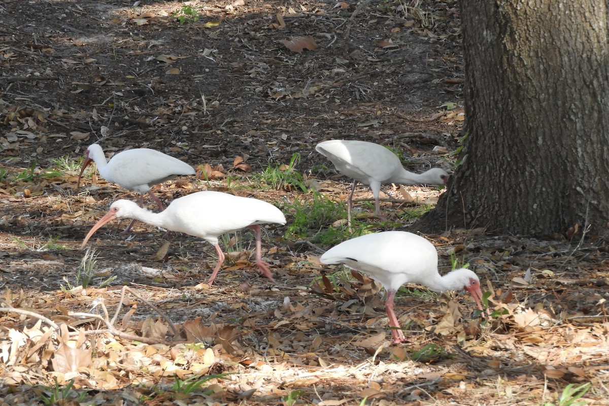 White Ibis - ML535648751