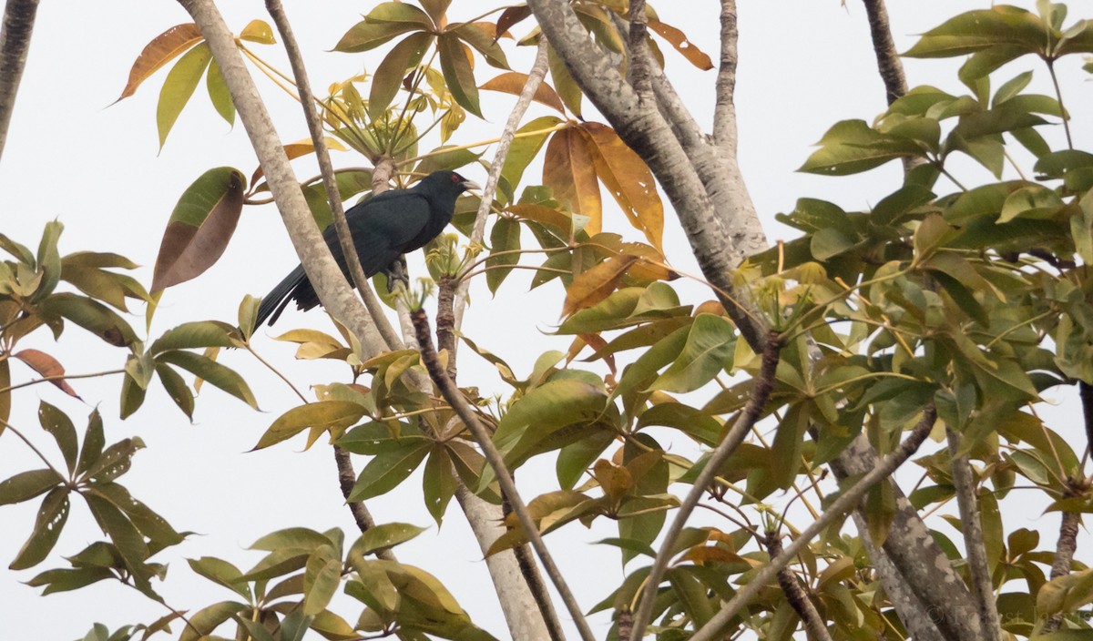 Asian Koel - ML53564881