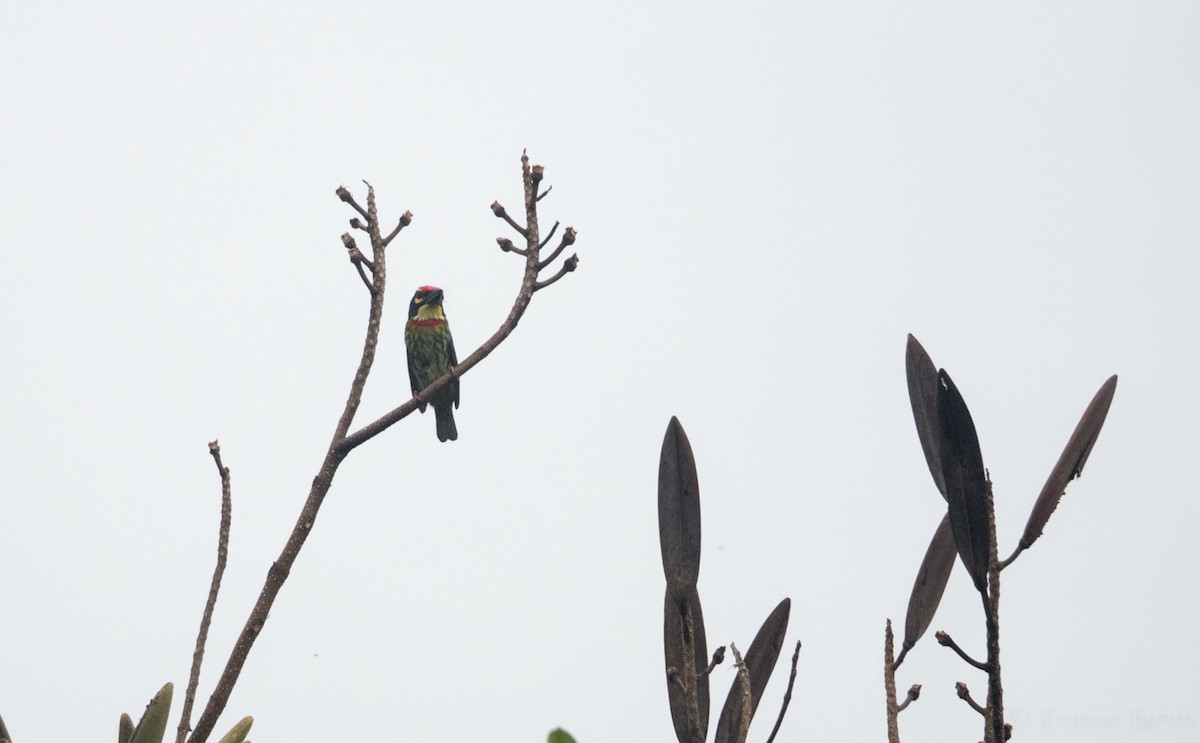 Coppersmith Barbet - Forest Botial-Jarvis