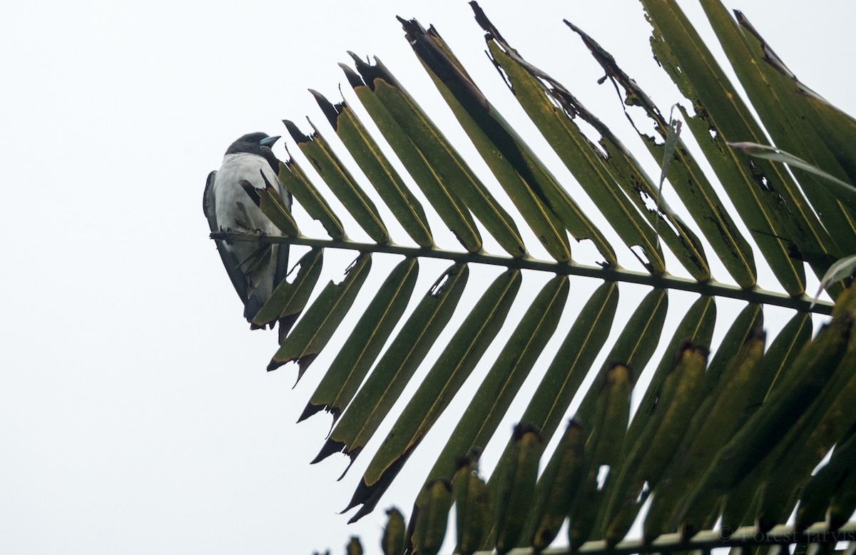 White-breasted Woodswallow - ML53564901