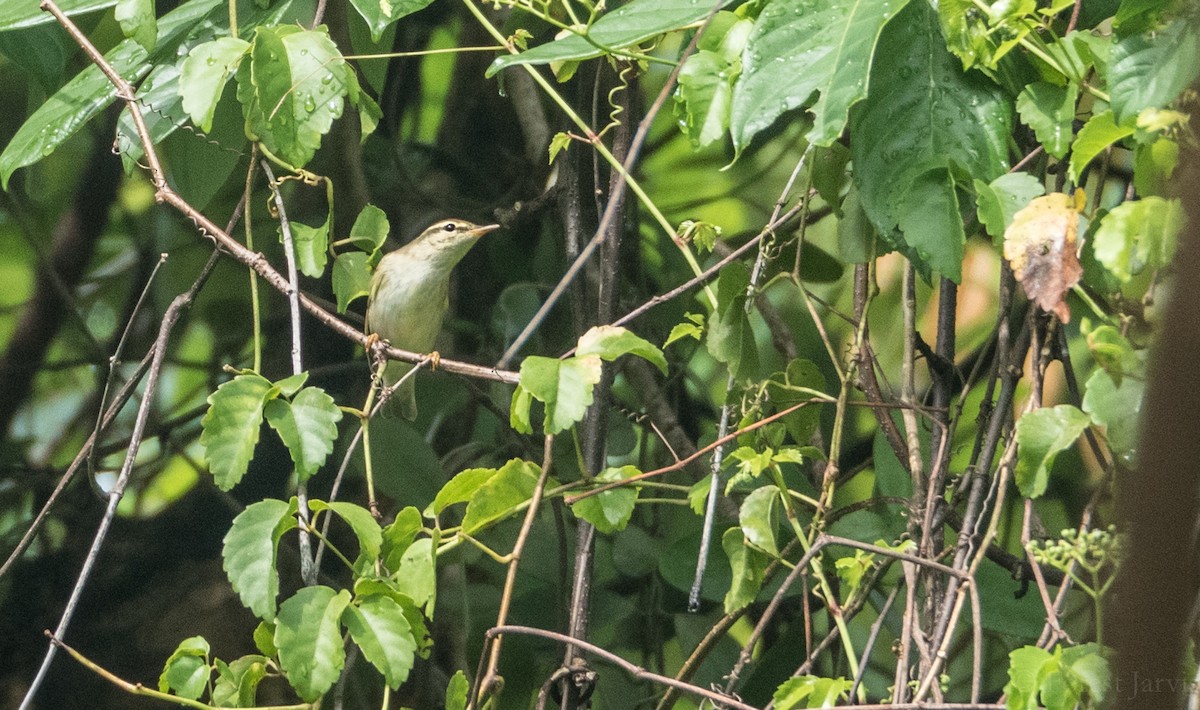 Mosquitero de Kamtchatka - ML53564921