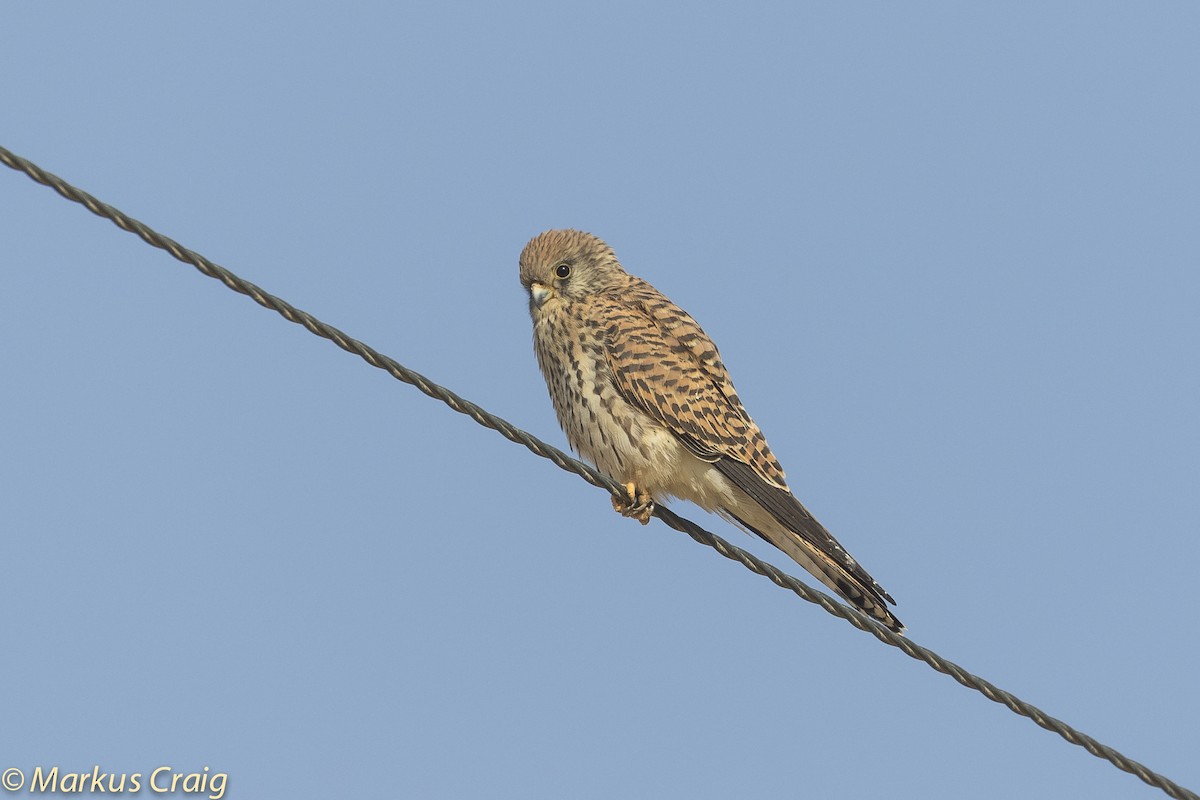 Lesser Kestrel - Markus Craig