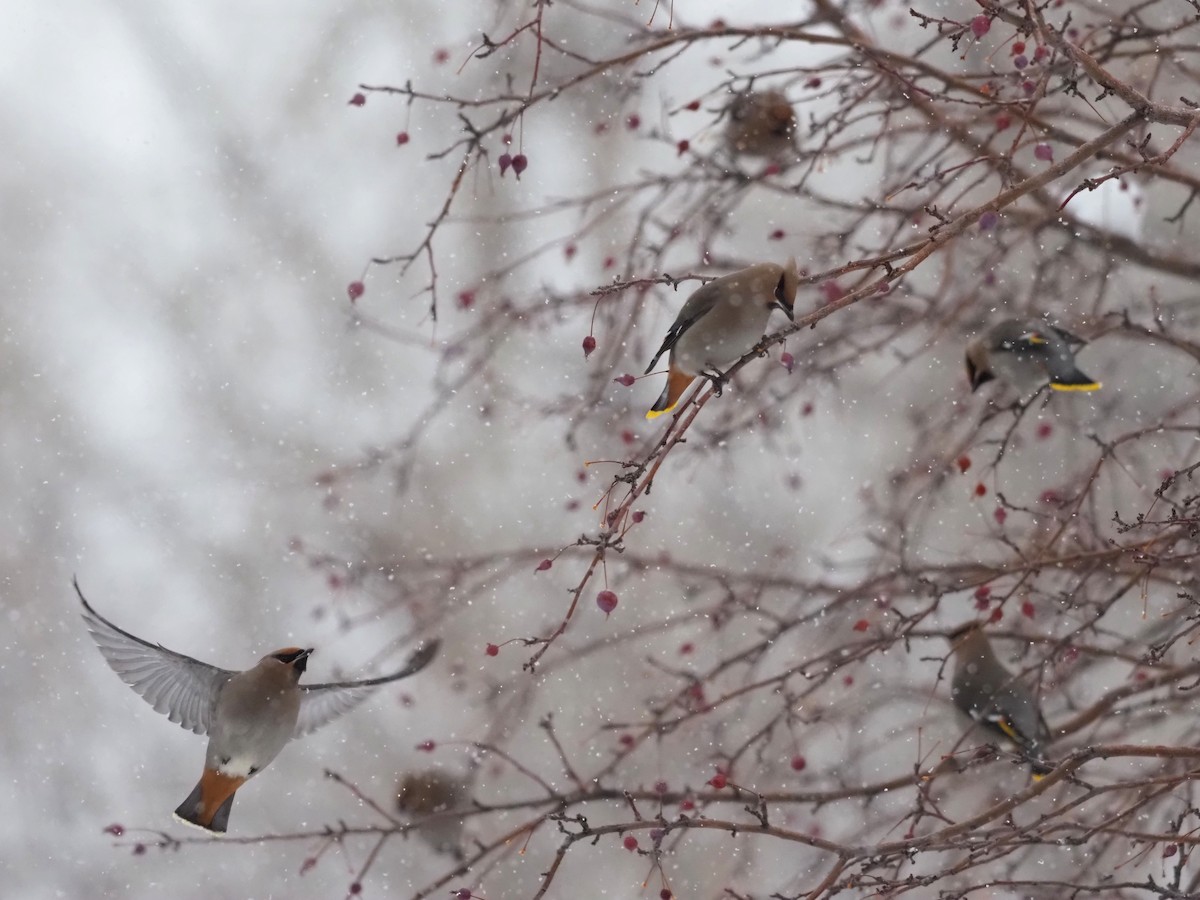 Bohemian Waxwing - ML535650411