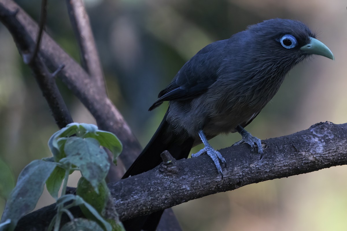 Blue-faced Malkoha - Ravi Jesudas