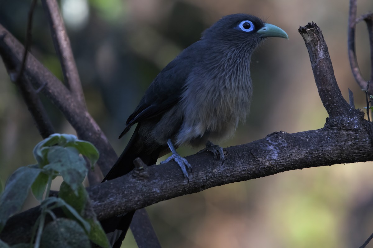 Blue-faced Malkoha - Ravi Jesudas