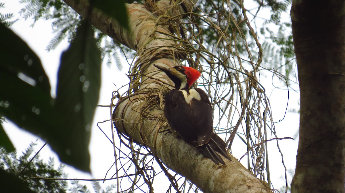 Crimson-crested Woodpecker - ML53565251