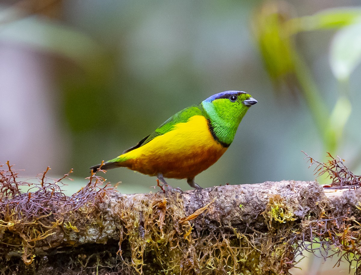 Chestnut-breasted Chlorophonia - ML535653091