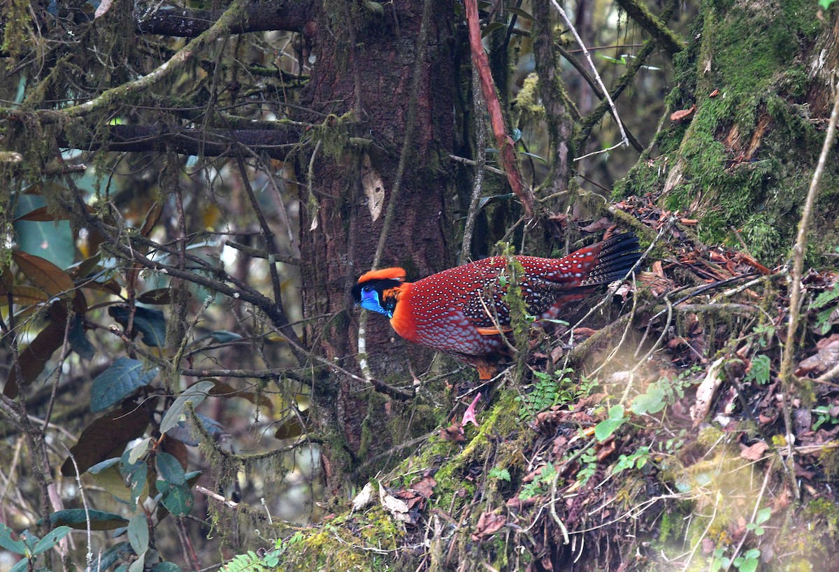 Temminck's Tragopan - ML535653561