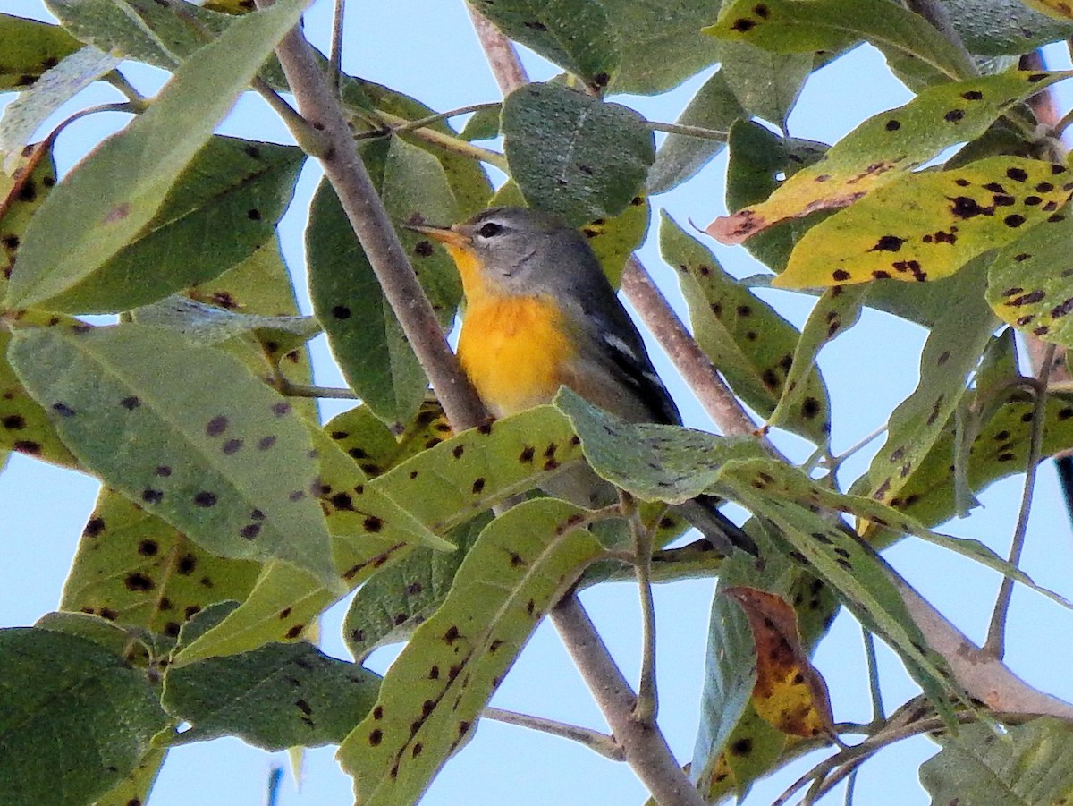 Northern Parula - ML53565441