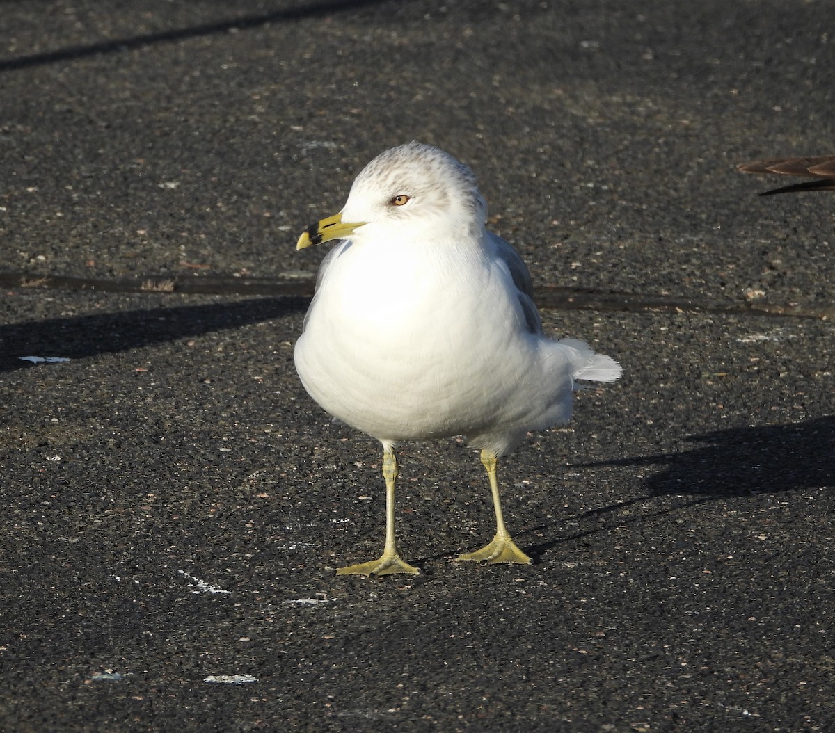 Ring-billed Gull - David W Foster