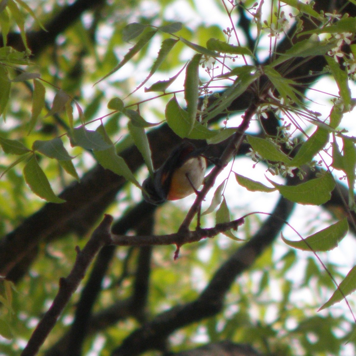 Küçük Minivet - ML53565531