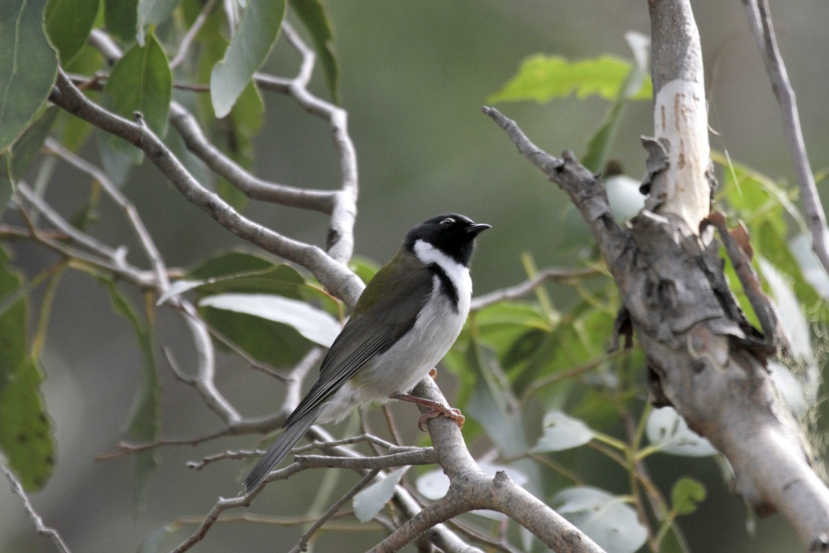 Black-headed Honeyeater - ML53565571