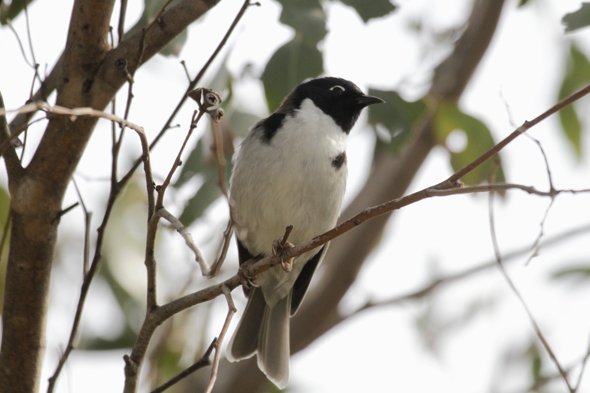 Black-headed Honeyeater - ML53565591