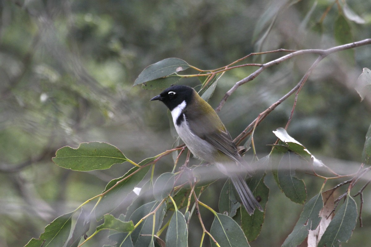 Black-headed Honeyeater - ML53565601