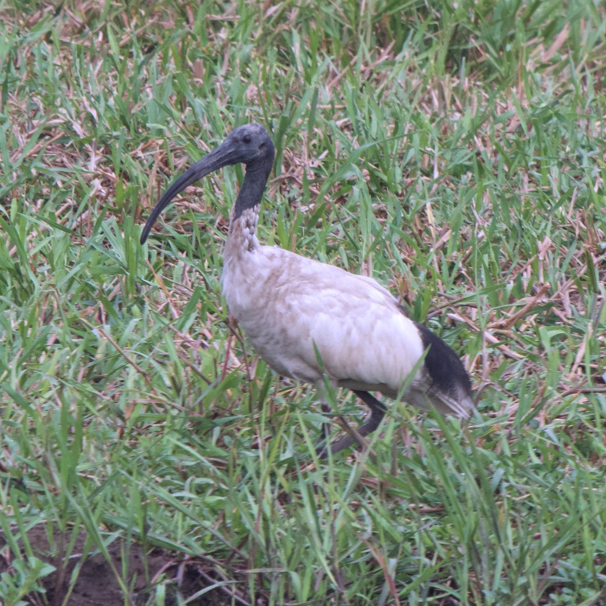 ibis australský - ML535656621