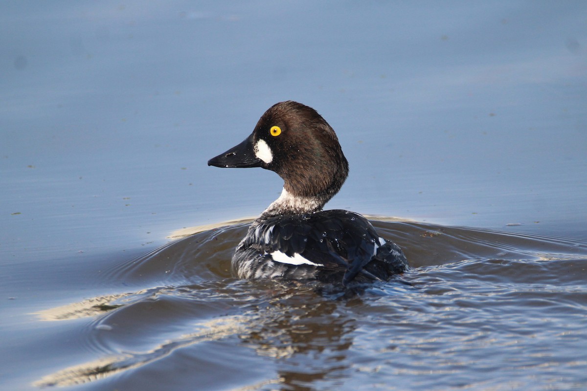 Common Goldeneye - Patrick Sysiong