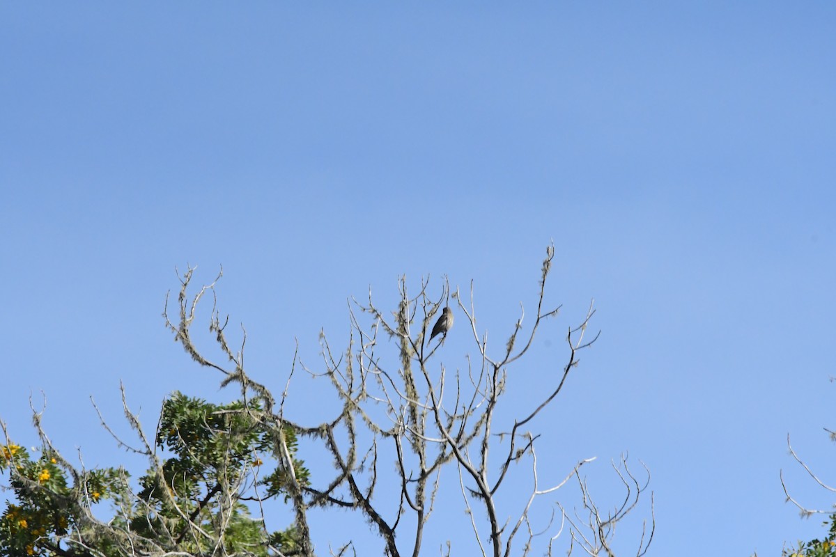 House Finch - ML535657111