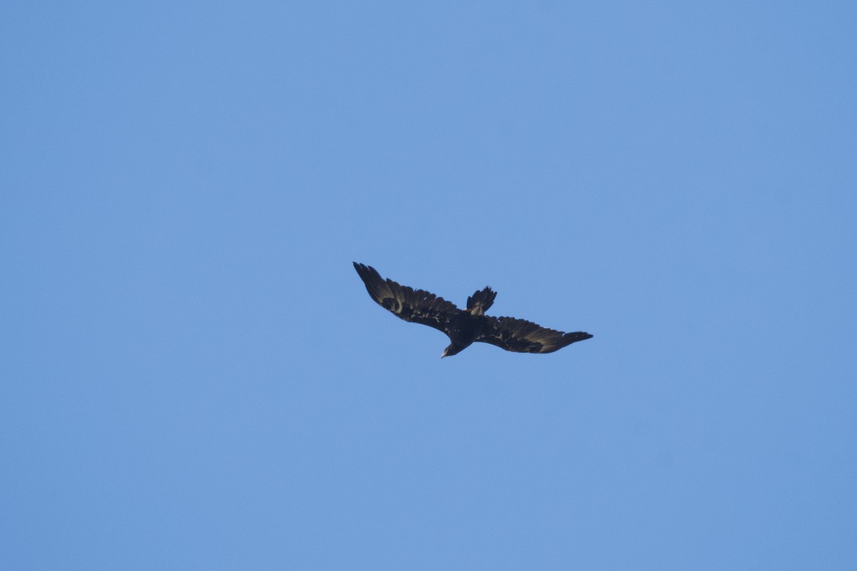 Wedge-tailed Eagle - ML535657141