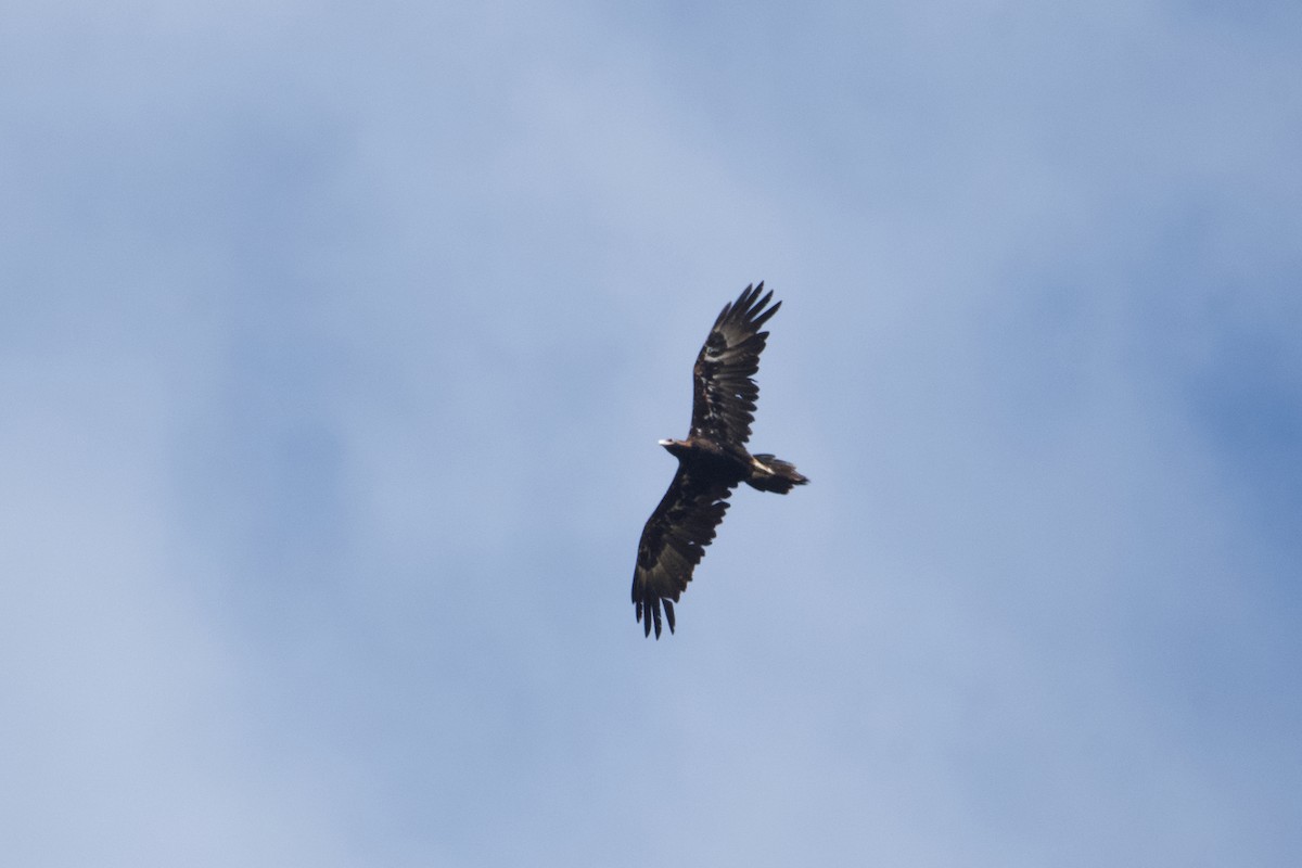 Águila Audaz - ML535657161