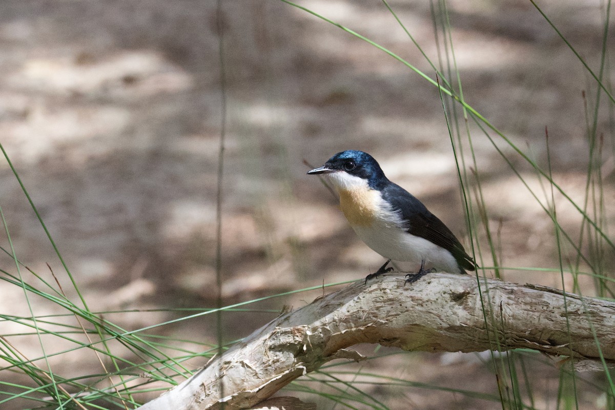 Restless Flycatcher - ML535657201