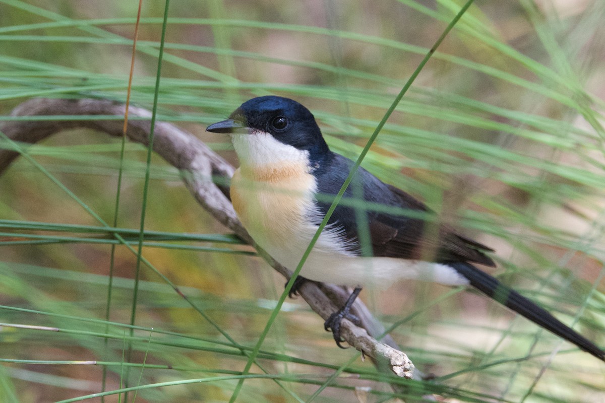 Restless Flycatcher - Alfred & Hidi Lau