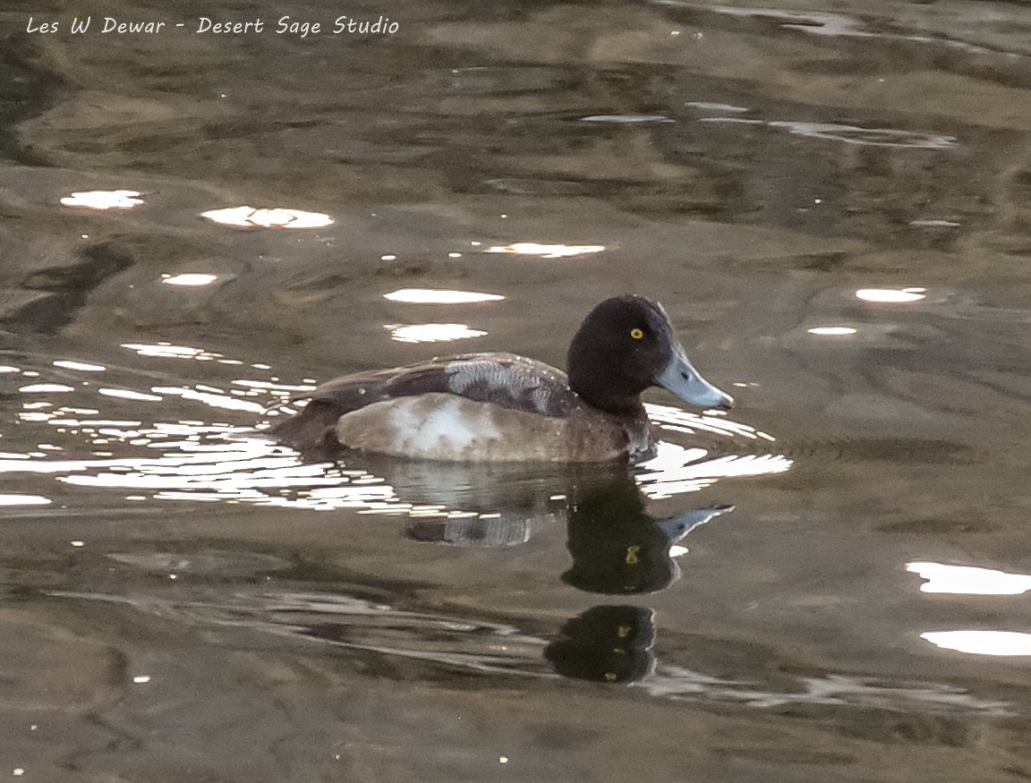 Greater Scaup - ML535657421