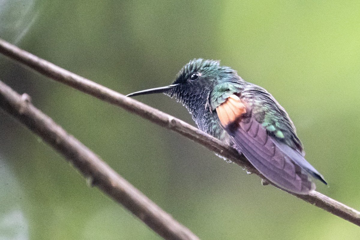 kolibřík páskoocasý - ML535658021