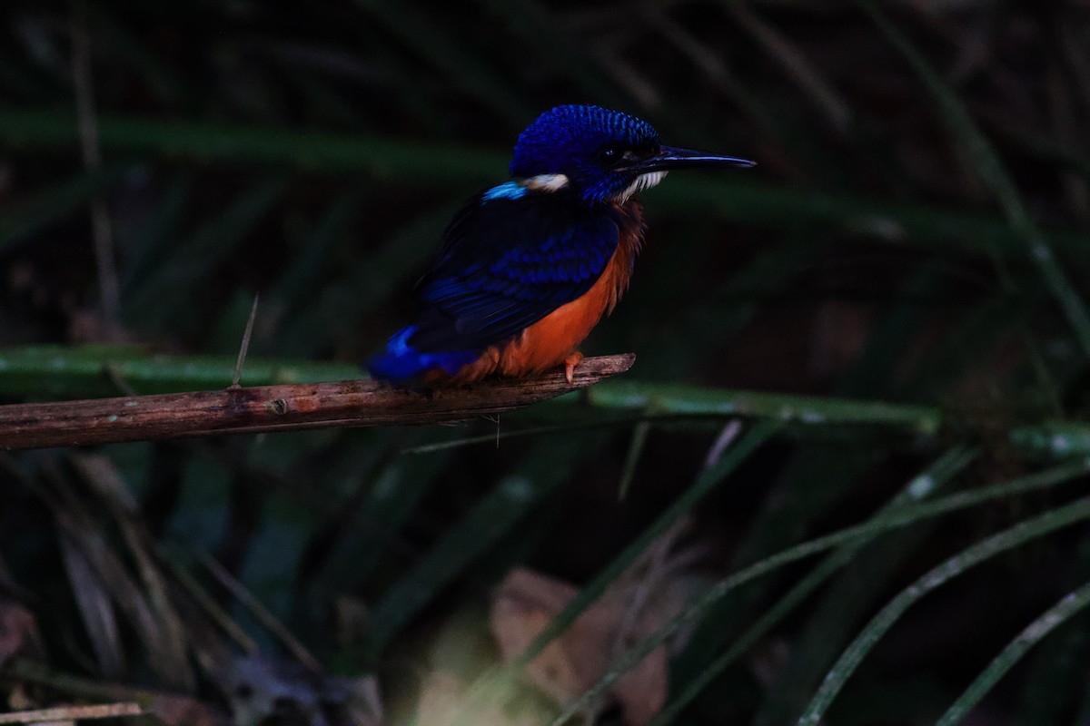 Shining-blue Kingfisher - ML535658161