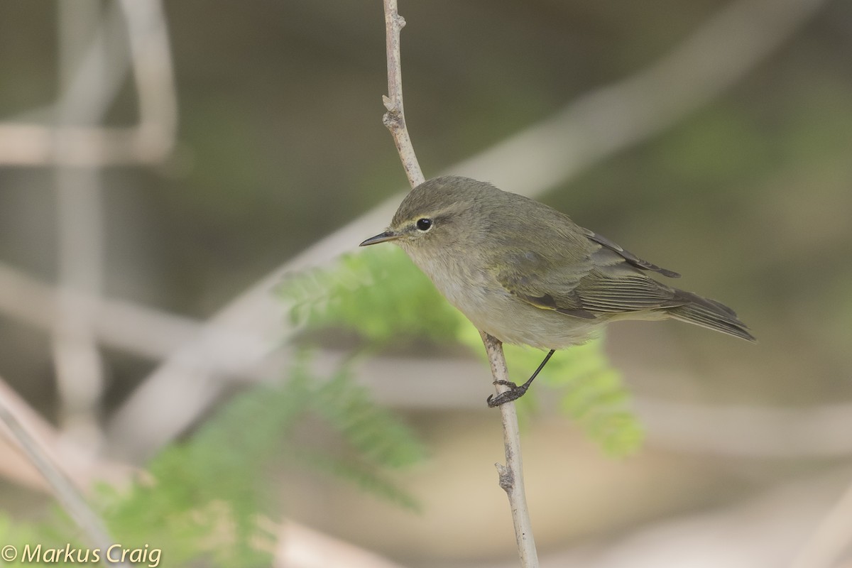 Common Chiffchaff (Common) - ML53565951