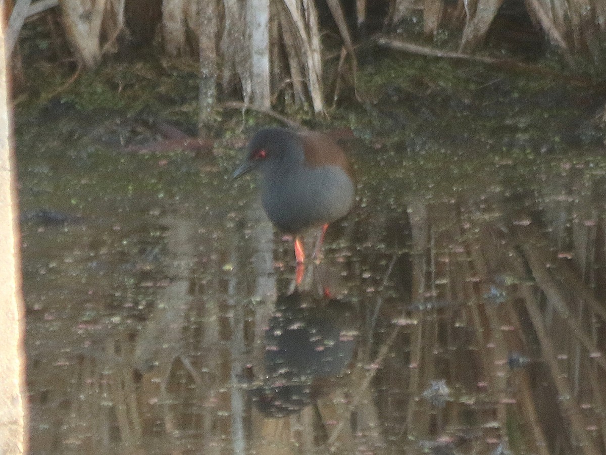 Spotless Crake - ML535659661