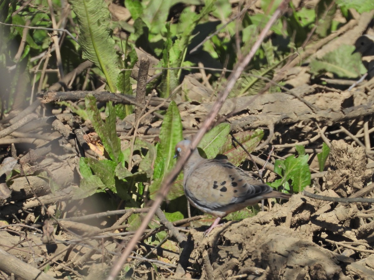 Mourning Dove - ML535659741