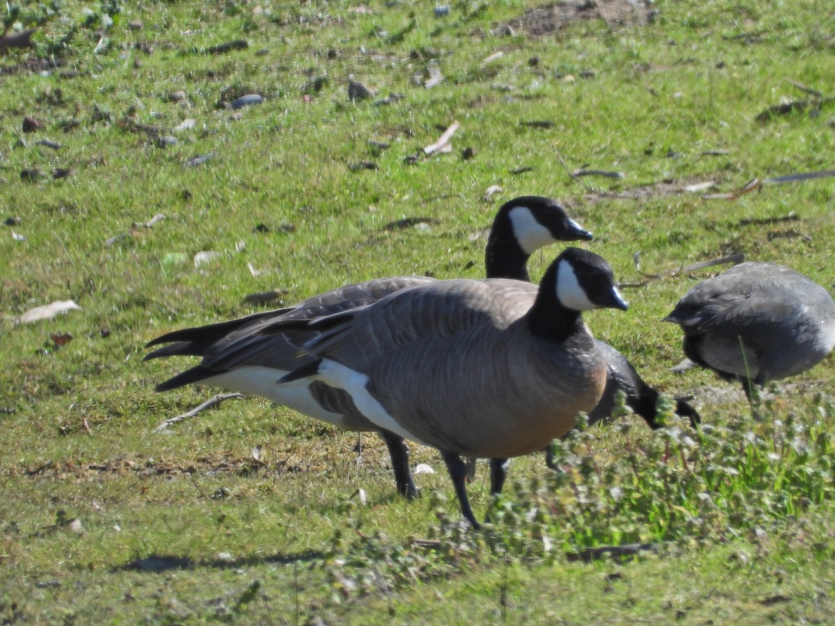 Cackling Goose (Aleutian) - ML535660171