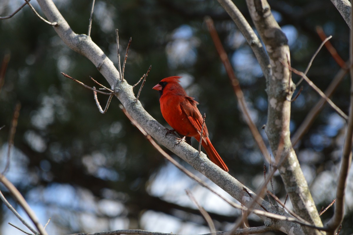 Cardinal rouge - ML53566021