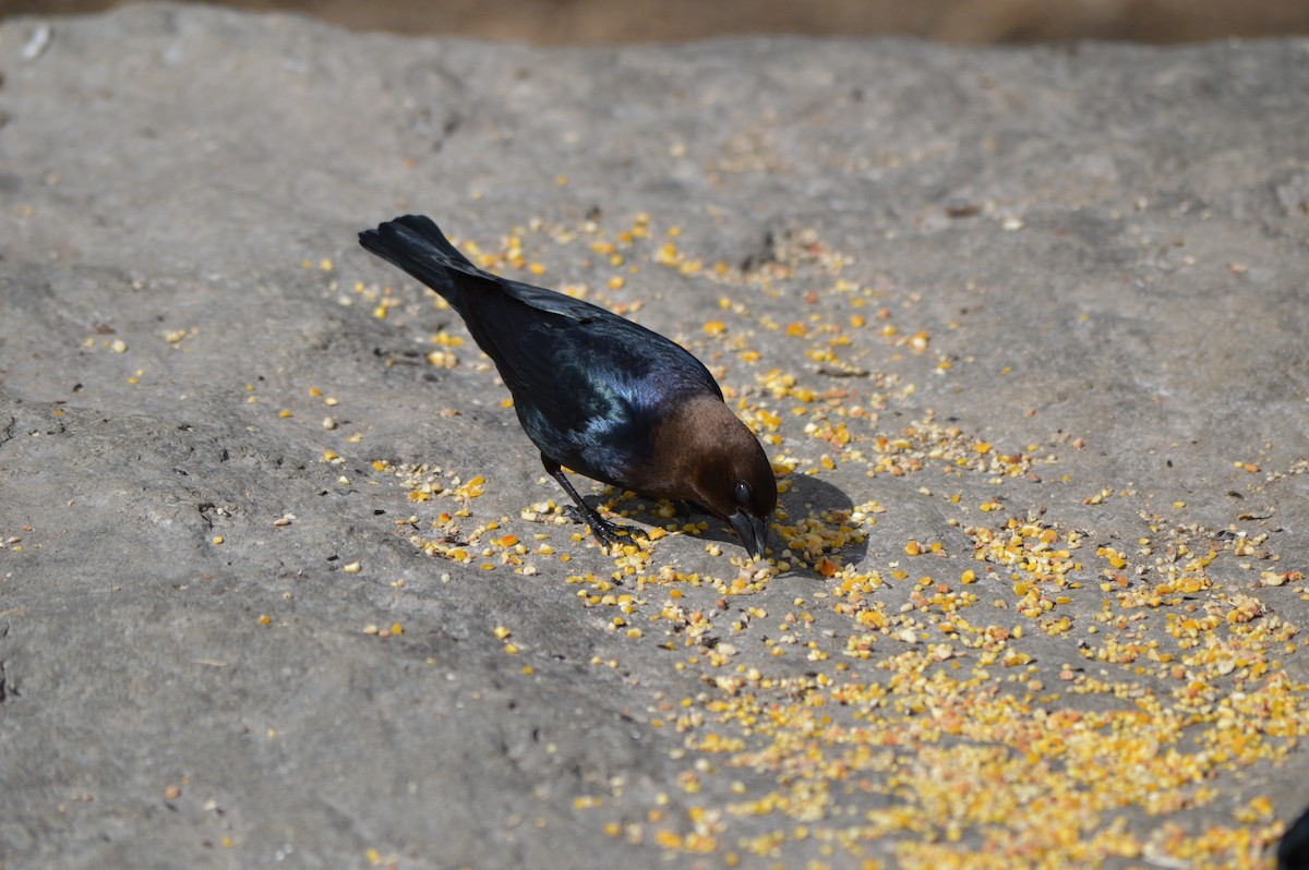 Brown-headed Cowbird - ML53566061