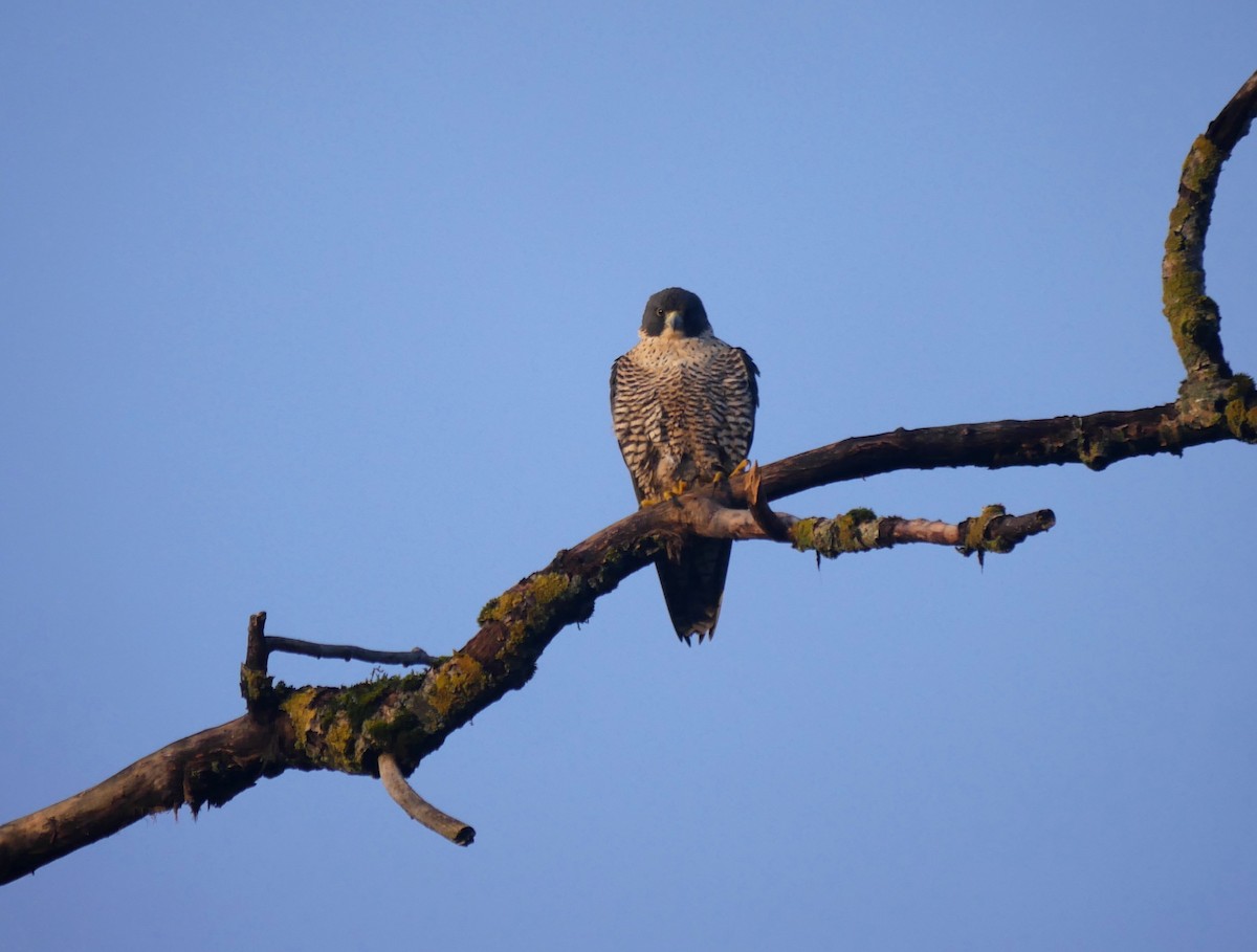 Peregrine Falcon - ML535660971