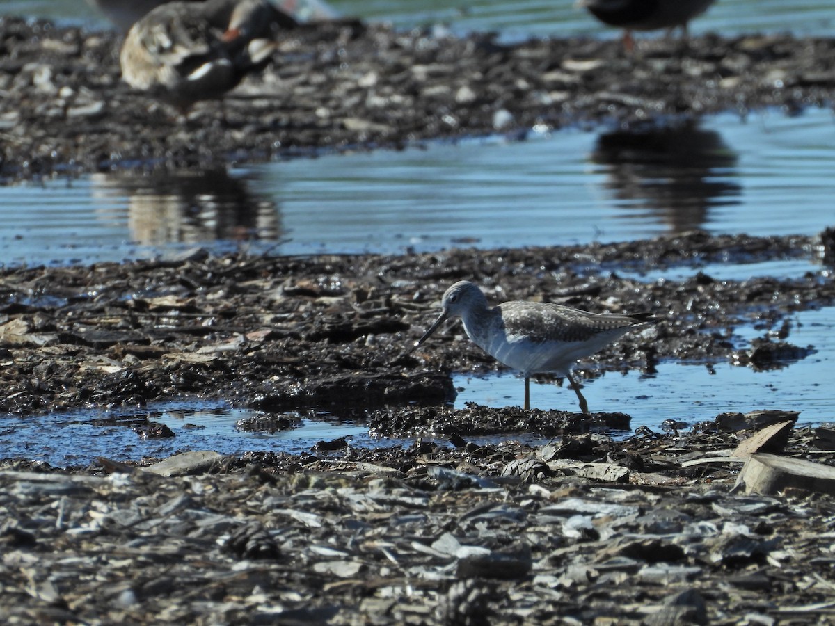 Greater Yellowlegs - ML535661431